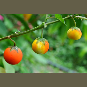 Solanum phlomoides 'Wild Tomato' Seeds