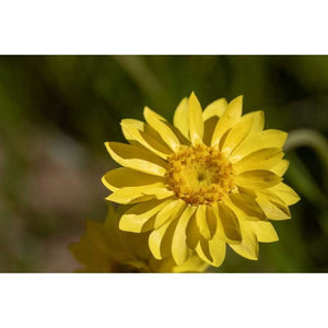 Everlasting Schoenia filifolia 'Showy Everlasting' Seeds