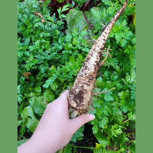 Parsley 'Hamburg Rooted' Seeds