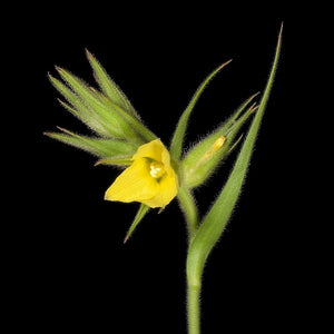 Cartonema philydroides Seeds