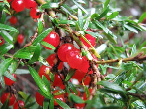 Coprosma Nitida 'Currant Bush' Seeds