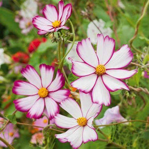 Cosmos 'Sensation Picotee' Seeds