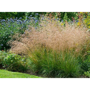 Deschampsia Caespitosa 'Tuffed Hair Grass' Seeds