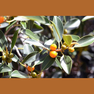 Ficus brachypoda 'Rock Fig' Seeds
