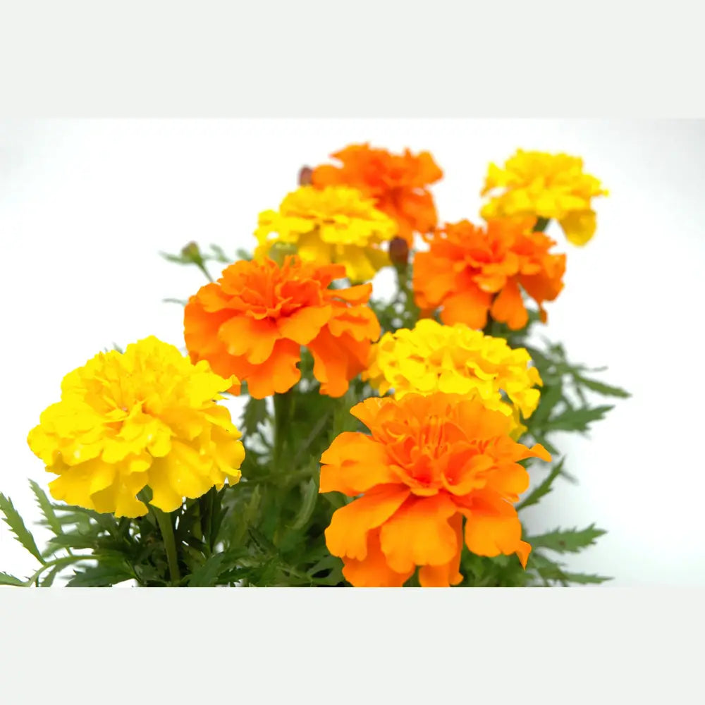 MARIGOLD CRACKERJACK MIX Tagetes Erecta - 2,000 Bulk Seeds