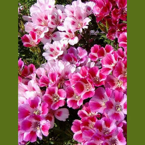 Godetia 'Azaleaflora Dwarf Double Mix' Seeds
