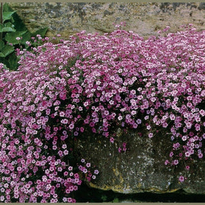 Gypsophila Baby's Breath 'Rosea' Seeds