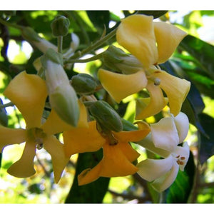 Hymenosporum Flavum 'Native Frangipani'  Seeds