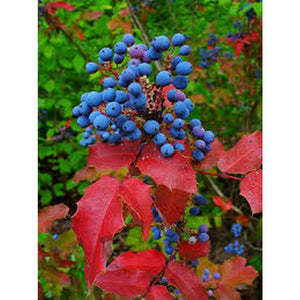 Mahonia aquifolium 'Oregon Grape' Seeds