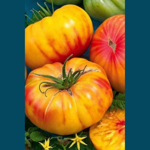 Tomato 'Pineapple' Seeds