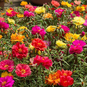 Portulaca 'Double Mix' Seeds