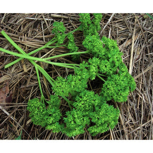 Parsley Triple Curled Seeds