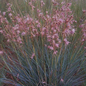 Themeda Triandra florets 'Kangaroo Grass' Seeds