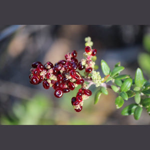 Rhagodia candolleana 'Sea Berry Saltbush' Seeds