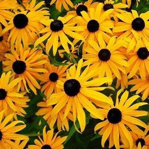 Rudbeckia Black Eyed Susan 'Marmalade' Seeds