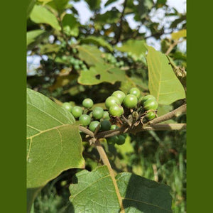 Solanum diversiflorum 'Wamurla' Seeds