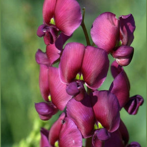 Swainsona decurrens 'Decurrant Pea' Seeds