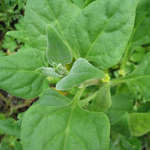 Tetragonia eremaea 'Desert Spinach' Seeds