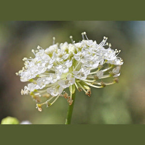 Trachymene incisa 'Wild Parsnip' Seeds