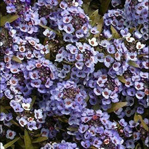 Alyssum 'Pixie Blue' Seeds