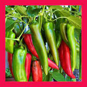 Chili 'Anaheim' Seeds