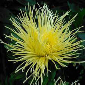 Aster 'Ostrich Yellow Feather' Seeds