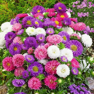 Aster 'Powderpuffs Mix' Seeds