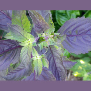 Basil 'Holy Red' Seeds