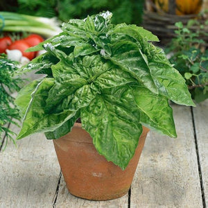 Basil 'Lettuce Leaf' Seeds