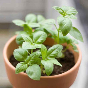 Basil 'Medinette' Seeds