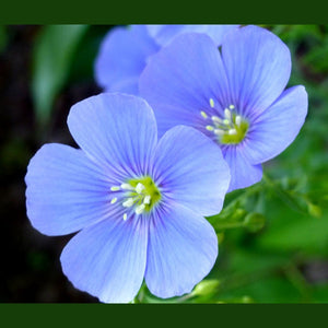Linum perenne 'Blue Flax' Seeds