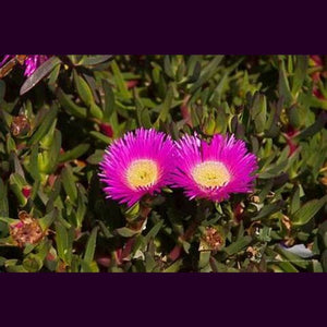 carpobrotus virescens 'Coastal Pig Face' Seeds