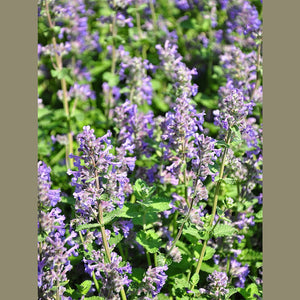 Nepate cataria 'Catnip Purple' Seeds