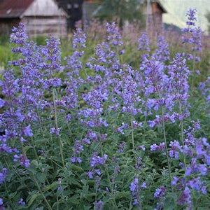 Catnip 'Lemony' Seeds