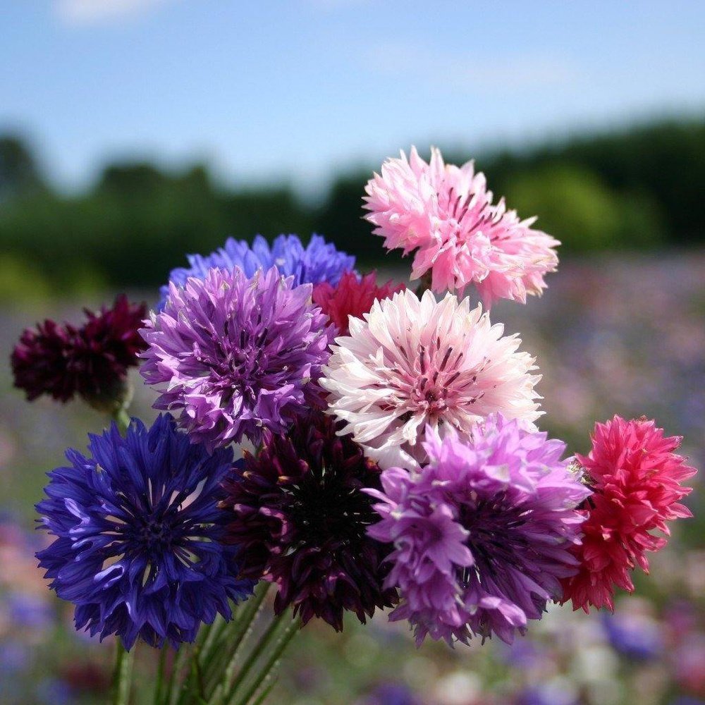 Sample Size Centaurea 'dwarf Polka Dot Mix' Seeds – D&h Seed Harvest Co