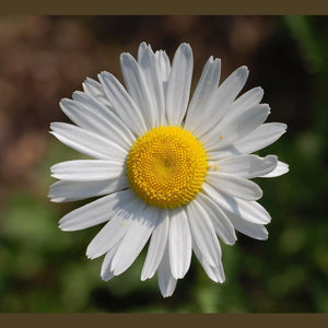 Chrysanthemum Leucanthemum 'Chasta Daisy' Seeds