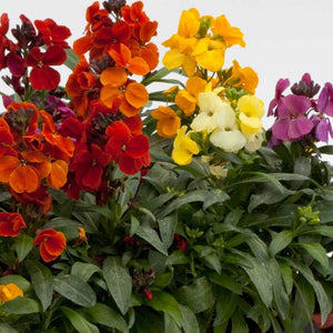 Wallflower 'Bedder Mix' Seeds