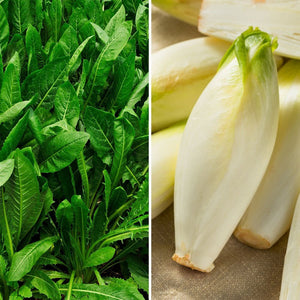 Chicory 'Witloof' Seeds *coffee substitute*