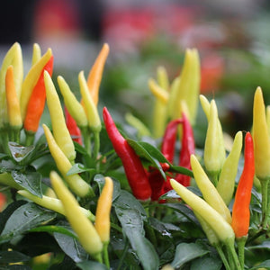 Chilli 'Fire and Ice' Seeds