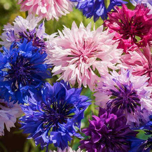Centaurea 'Choice Double Mix' Seeds