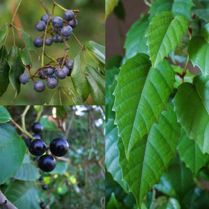 Cissus Antartica 'Kangaroo Vine' Seeds