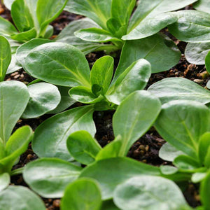 Corn Salad Raw Seeds