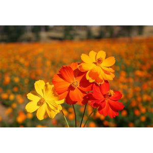 Cosmos 'Bright Lights Mix' Seeds