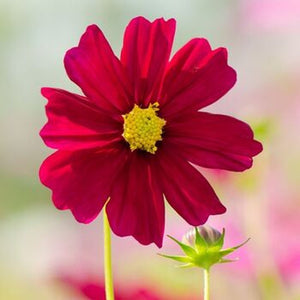 Cosmos 'Sensation Dazzler' Seeds
