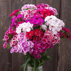 Dianthus 'Double Flowered Mix' Seeds