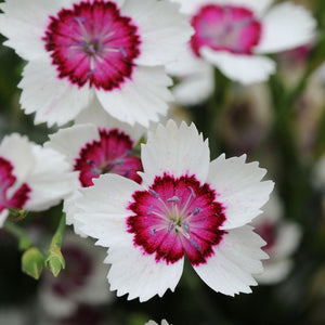 Dianthus 'Pink Merry Go Round' Scarlet