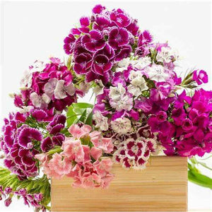 Dianthus 'Summer Time Mix' Seeds