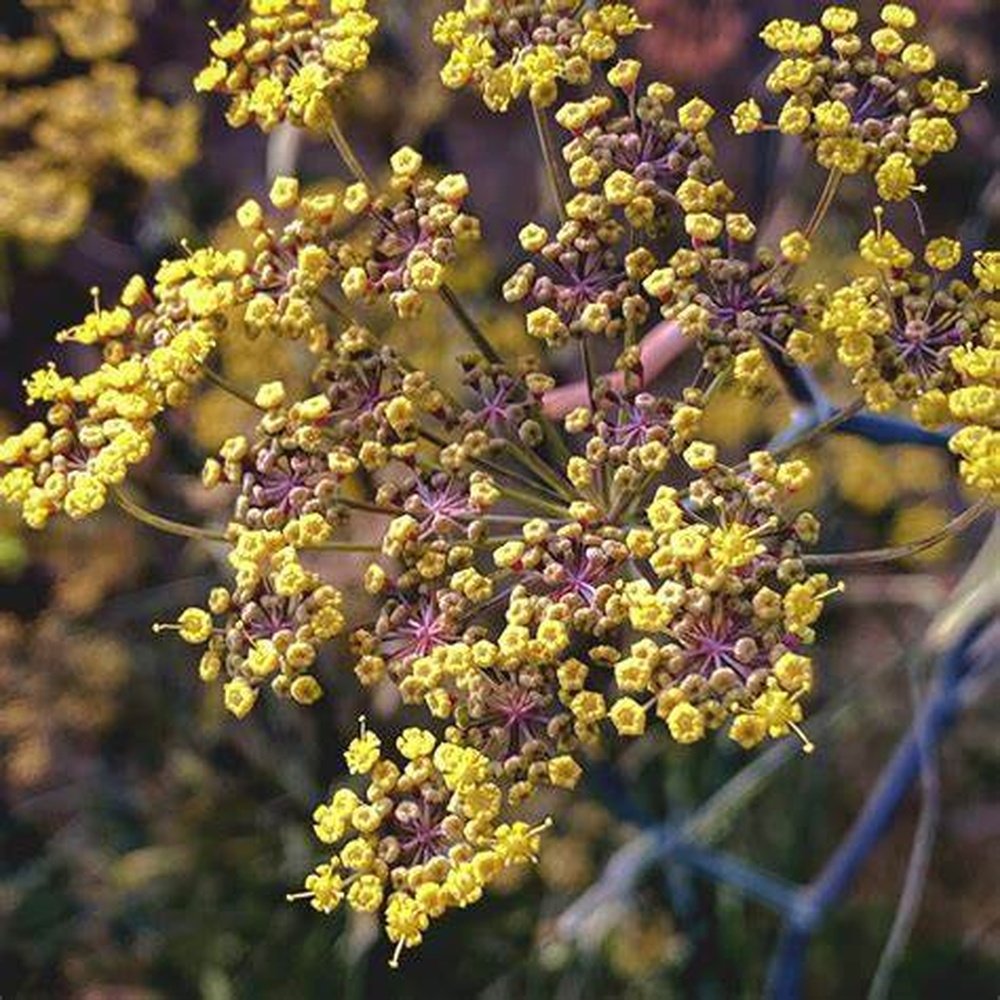 Fennel 'Bronze Smokey' Seeds D&H Seed Harvest Co