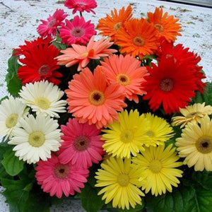 Gerbera 'Jamesonii Mix' Seeds