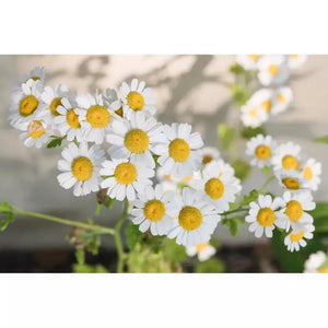 Chamomile 'German' Seeds